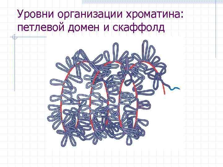 Уровни организации хроматина: петлевой домен и скаффолд 