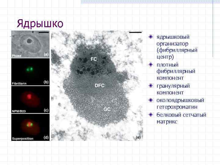 Ядрышко ядрышковый организатор (фибриллярный центр) плотный фибриллярный компонент гранулярный компонент околоядрышковый гетерохроматин белковый сетчатый