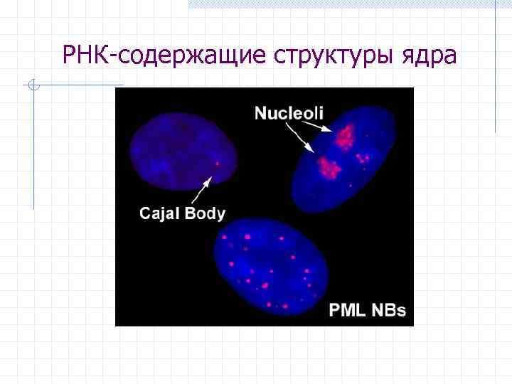 РНК-содержащие структуры ядра 