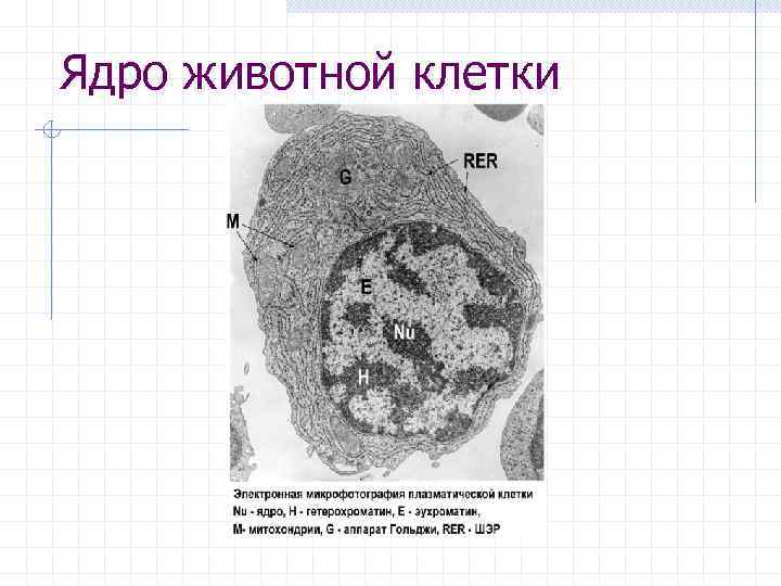 Ядро животной клетки 