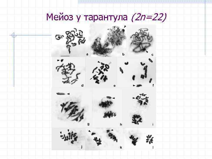 Мейоз у тарантула (2 n=22) 