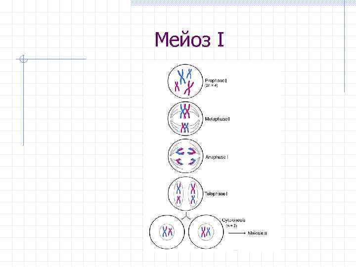 Мейоз рисунки по фазам