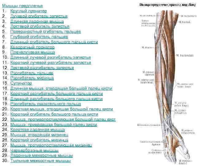 Мышцы предплечья 1. Круглый пронатор 2. Лучевой сгибатель запястья 3. Длинная ладонная мышца 4.