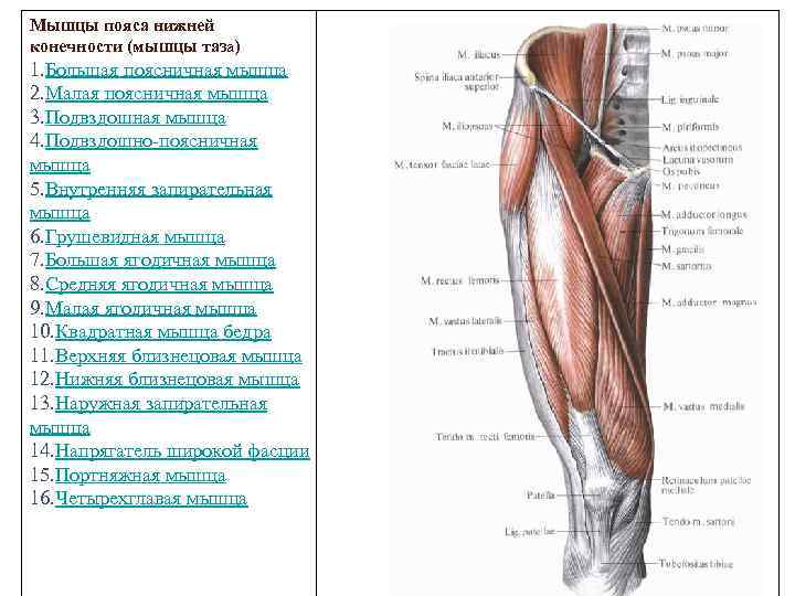Мышцы нижней. Глубокие мышцы нижней конечности сзади. Мышцы пояса нижней конечности (мышцы таза- внутренняя группа). Мышц пояса нижней конечности (таза). Мышцы таза и свободной нижней конечности, их функция ..