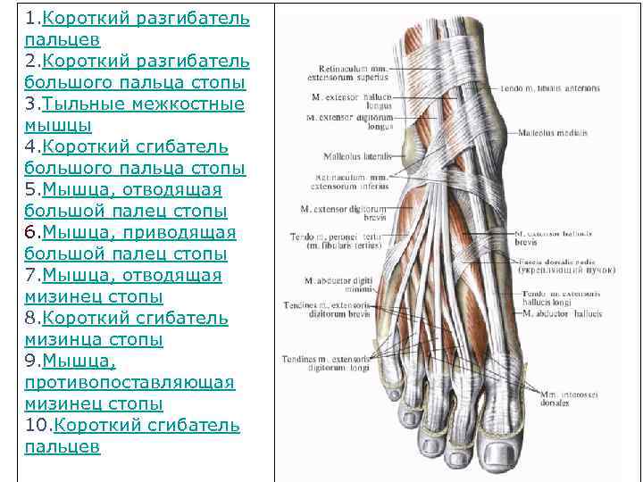 1. Короткий разгибатель пальцев 2. Короткий разгибатель большого пальца стопы 3. Тыльные межкостные мышцы