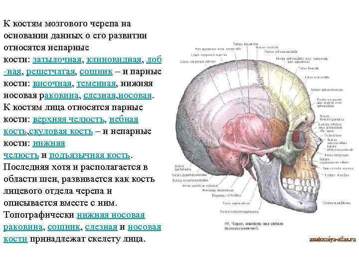 Мозговой череп свод и основание