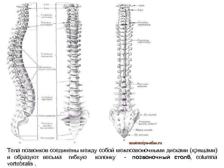 Тела позвонков соединены между собой межпозвоночными дисками (хрящами) и образуют весьма гибкую колонку позвоночный
