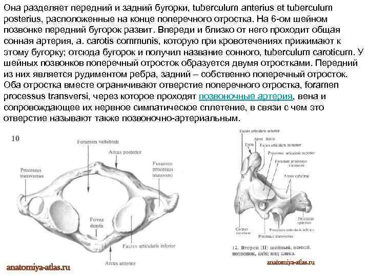 Она разделяет передний и задний бугорки, tuberculum anterius et tuberculum posterius, расположенные на конце