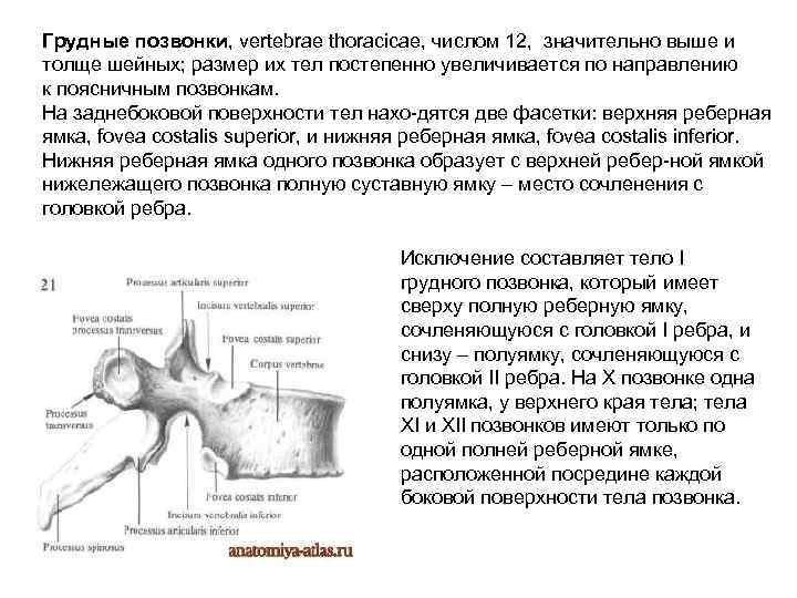 Позвонки грудного отдела позвоночника тип соединения