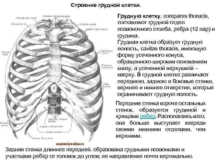 Анатомия грудной клетки. Строение грудной клетки. Строение грудной клетки сзади. Задняя стенка грудной клетки. Мужская грудная клетка строение.