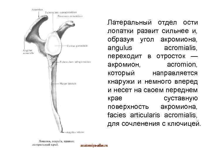 Латеральный отдел ости лопатки развит сильнее и, образуя угол акромиона, angulus acromialis, переходит в