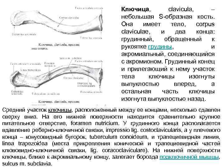 Ключица, clavicula, – небольшая S образная кость. Она имеет тело, corpus claviculae, и два