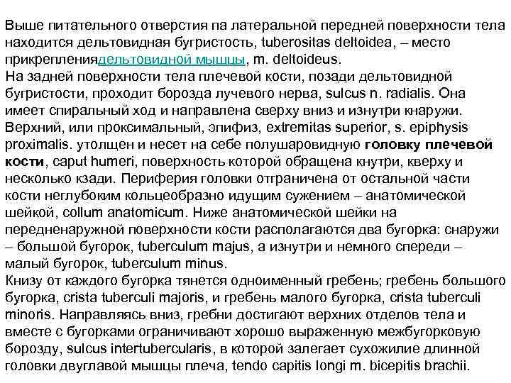Выше питательного отверстия па латеральной передней поверхности тела находится дельтовидная бугристость, tuberositas deltoidea, –