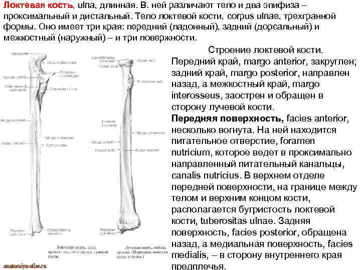 Локтевая кость, ulna, длинная. В. ней различают тело и два эпифиза – проксимальный и