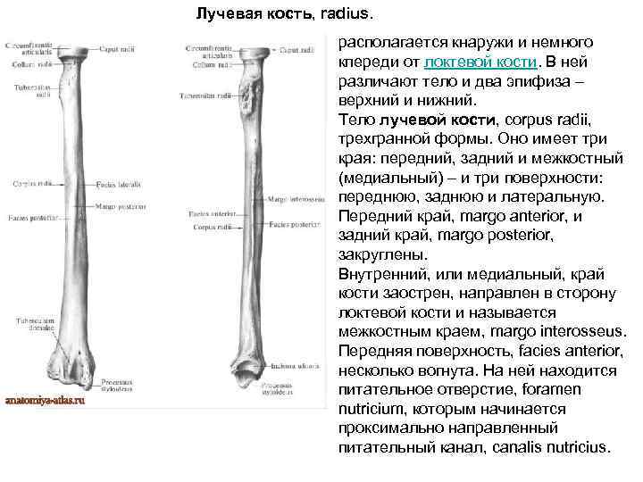 Лучевая кость на латыни