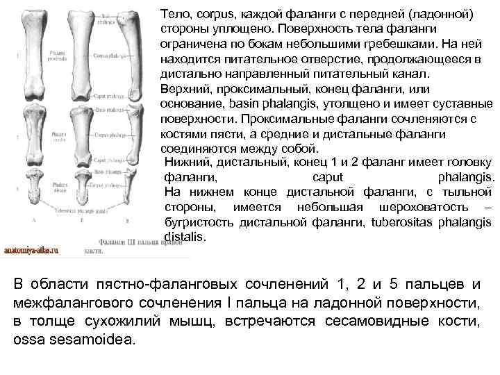 Дистальная кость