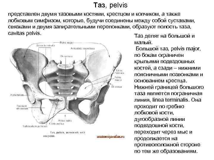 Симфиз это в анатомии