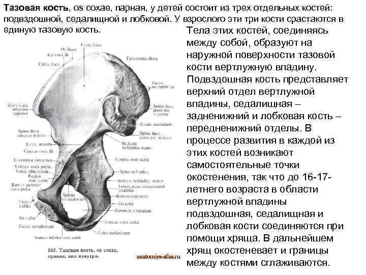 Лобковая кость это. Тазовая кость три кости. Подвздошная кость анатомия строение.