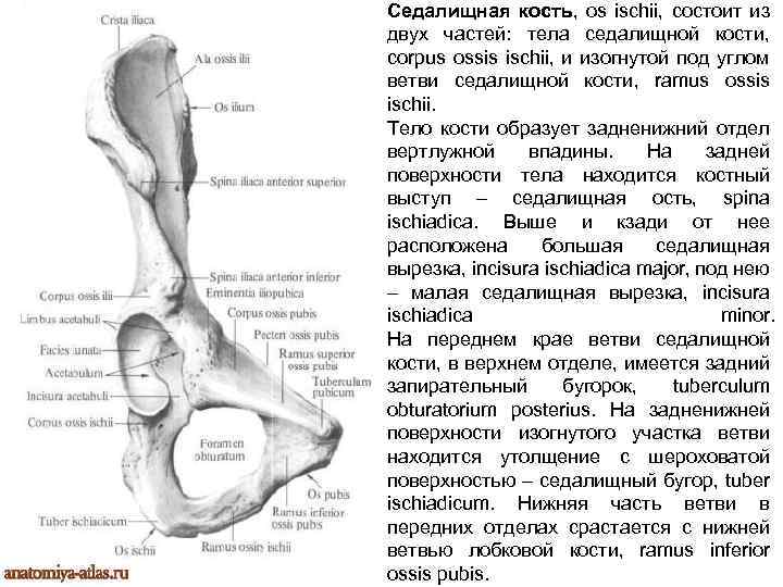 Седалищная кость, os ischii, состоит из двух частей: тела седалищной кости, corpus ossis ischii,