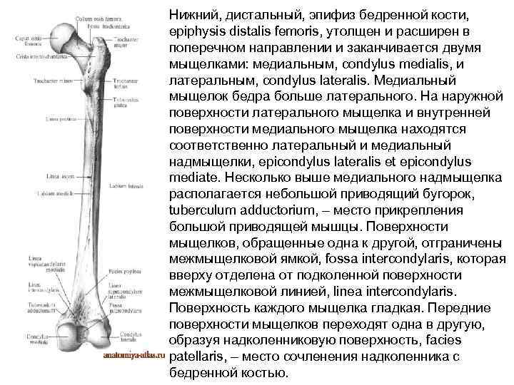 Итоговая контрольная работа по биологии 8 класс какой буквой на рисунке обозначена бедренная кость