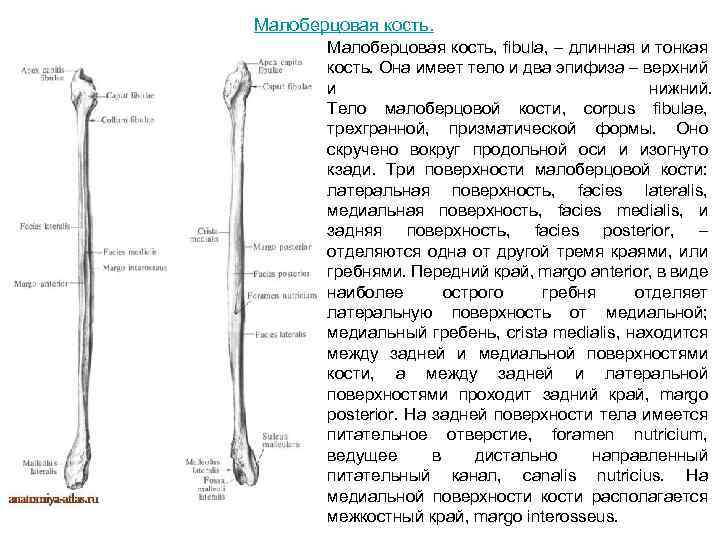 Анатомия малоберцовой кости. Тонкая малоберцовая кость. Строение малоберцовой кости латынь.