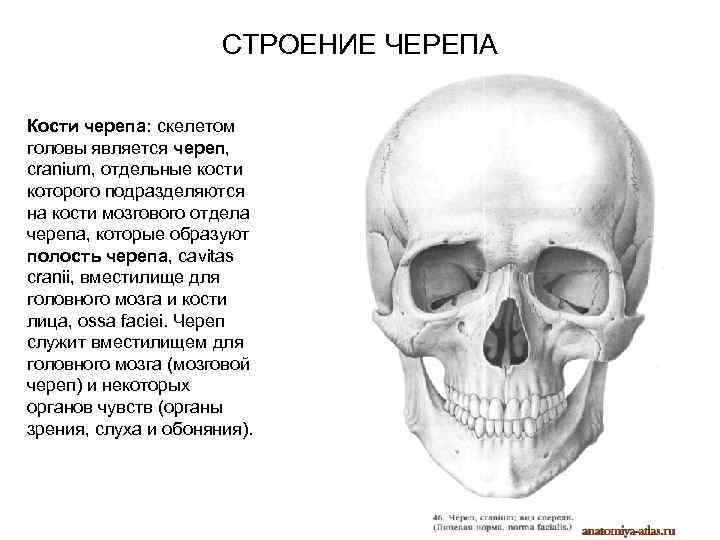 Парными костями черепа являются. Кости черепа человека. Функции черепа. Функции костей черепа. Функции костей черепа человека.