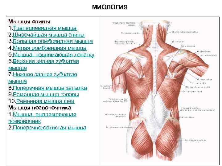 Миология в схемах и таблицах