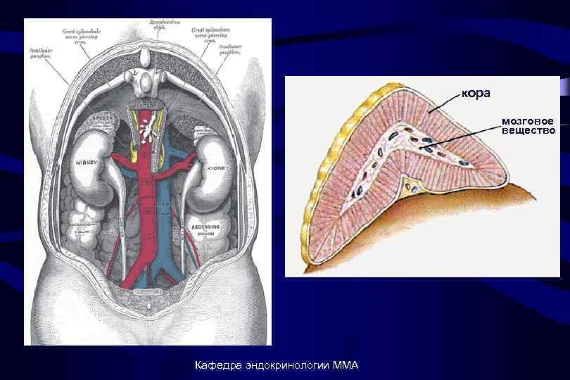 кора мозговое вещество Кафедра эндокринологии ММА 