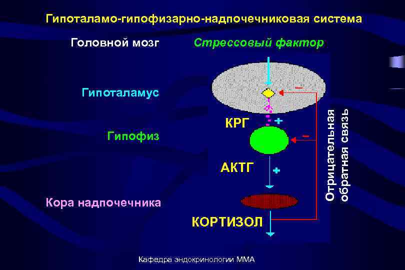 Гипоталамо-гипофизарно-надпочечниковая система Головной мозг Стрессовый фактор Гипофиз КРГ АКТГ Кора надпочечника КОРТИЗОЛ Кафедра эндокринологии