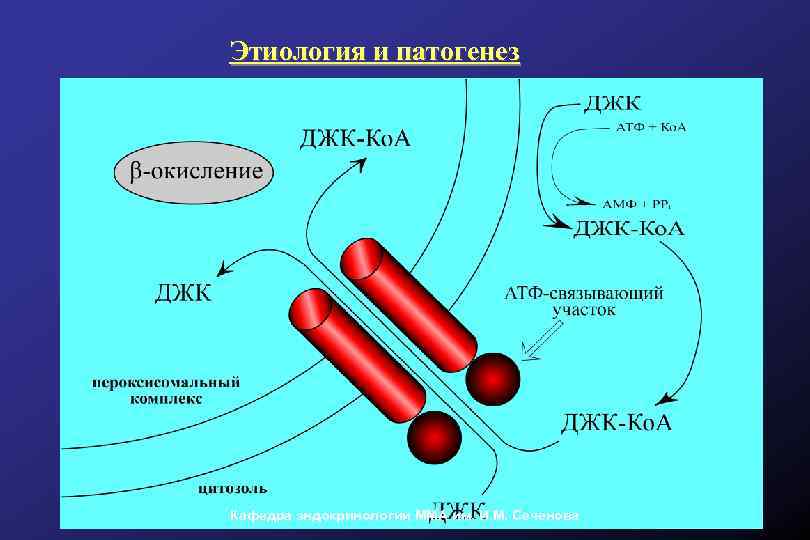 Патогенез надпочечниковой недостаточности. Надпочечниковая аменорея патогенез.