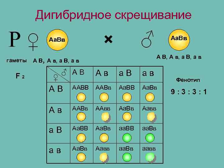 Дигибридное скрещивание Р♀ гаметы F 2 ♂ × Аа. Вв А В, А в,