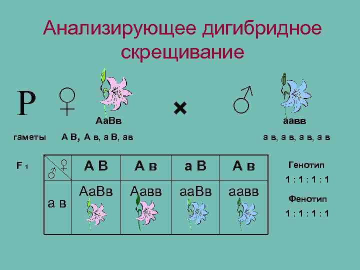 Анализирующее дигибридное скрещивание Р ♀ А В, А в, а В, ав гаметы F