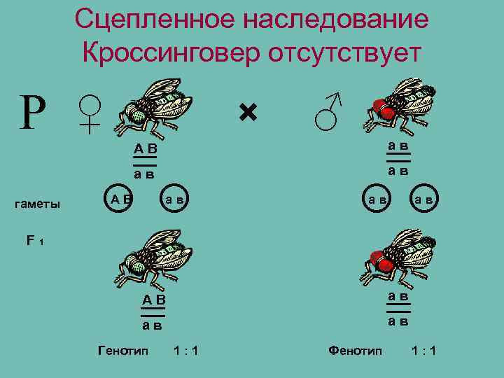 Сцепленное наследование Кроссинговер отсутствует Р ♀ × ав АВ ○○ ав гаметы АВ ♂