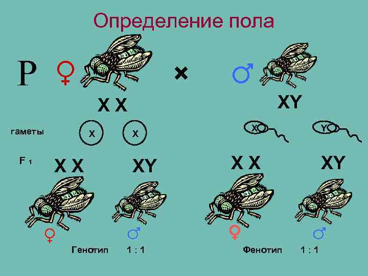 Определение пола Р ♀ × ♂ XY XX гаметы F 1 X XX ♀