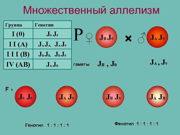 Множественный аллелизм Группа Генотип I (0) I I (А) I I I (В) IV