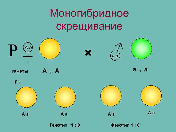 Моногибридное скрещивание Р♀ АА гаметы × ♂ аа а , а А , А