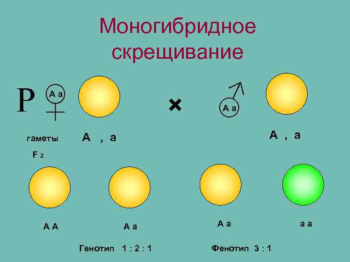 Моногибридное скрещивание Р♀ Аа гаметы × ♂ Аа А , а F 2 АА