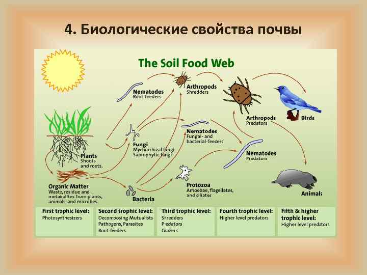 4. Биологические свойства почвы 