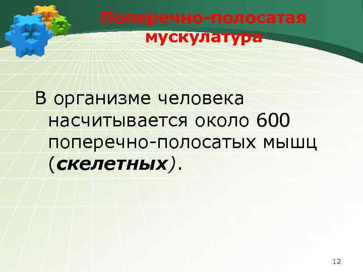 Поперечно-полосатая мускулатура В организме человека насчитывается около 600 поперечно-полосатых мышц (скелетных). 12 
