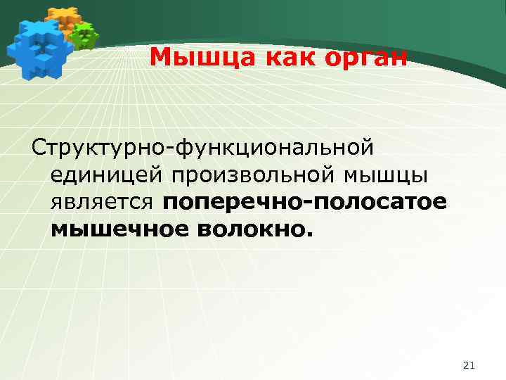 Мышца как орган Структурно-функциональной единицей произвольной мышцы является поперечно-полосатое мышечное волокно. 21 