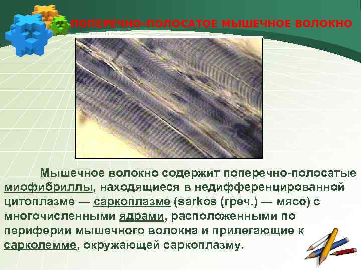 ПОПЕРЕЧНО-ПОЛОСАТОЕ МЫШЕЧНОЕ ВОЛОКНО Мышечное волокно содержит поперечно-полосатые миофибриллы, находящиеся в недифференцированной цитоплазме ― саркоплазме