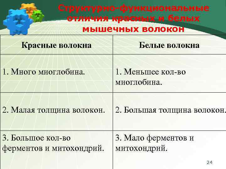 Структурно-функциональные отличия красных и белых мышечных волокон Красные волокна Белые волокна 1. Много миоглобина.