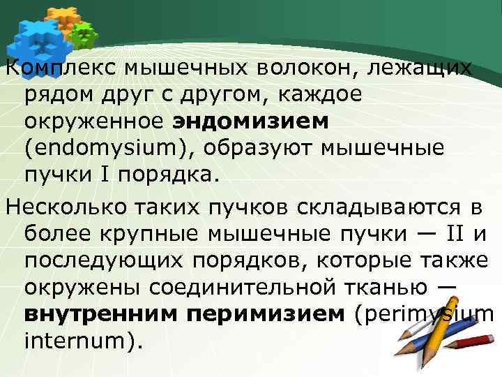 Комплекс мышечных волокон, лежащих рядом друг с другом, каждое окруженное эндомизием (endomysium), образуют мышечные