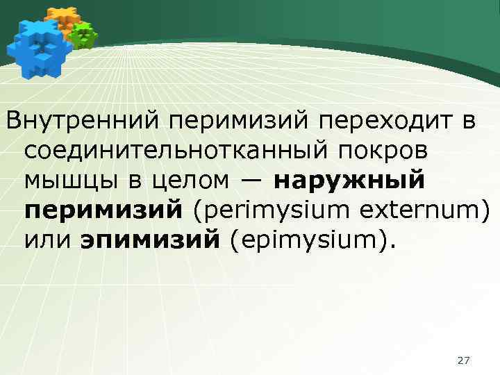 Внутренний перимизий переходит в соединительнотканный покров мышцы в целом ― наружный перимизий (perimysium externum)