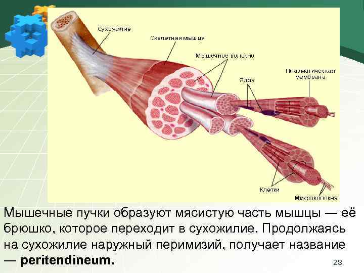 Мышечные пучки образуют мясистую часть мышцы ― её брюшко, которое переходит в сухожилие. Продолжаясь