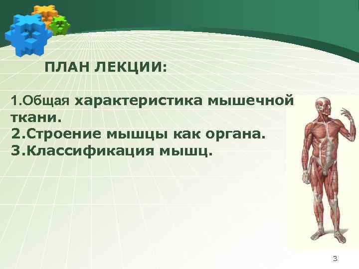 ПЛАН ЛЕКЦИИ: 1. Общая характеристика мышечной ткани. 2. Строение мышцы как органа. 3. Классификация