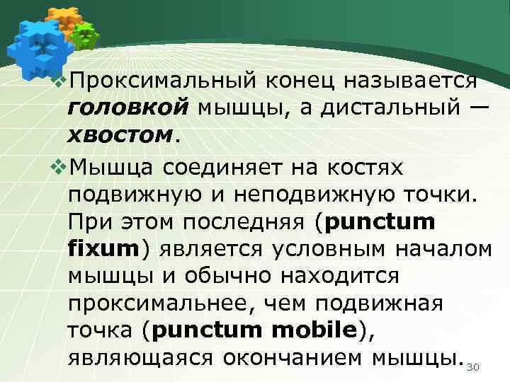 v. Проксимальный конец называется головкой мышцы, а дистальный ― хвостом. v. Мышца соединяет на
