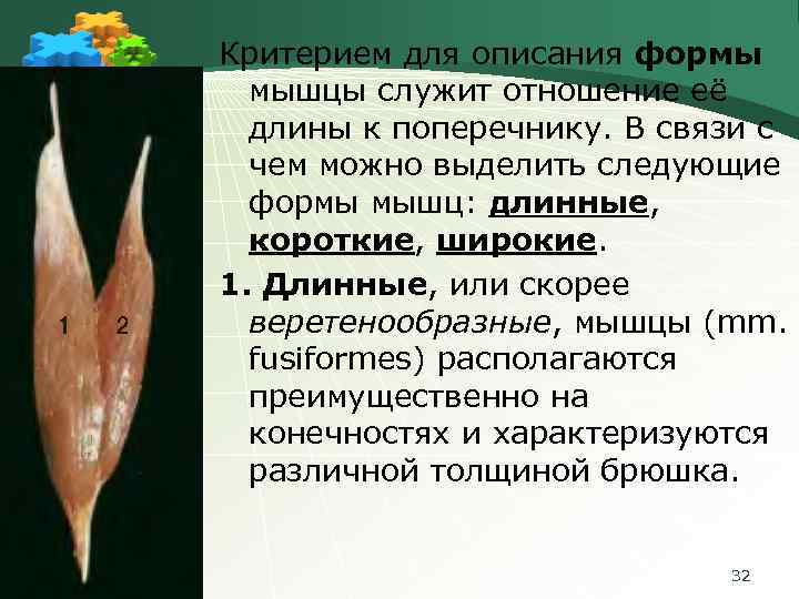 Критерием для описания формы мышцы служит отношение её длины к поперечнику. В связи с
