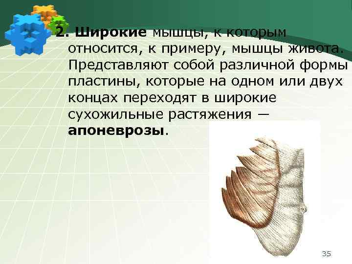 2. Широкие мышцы, к которым относится, к примеру, мышцы живота. Представляют собой различной формы