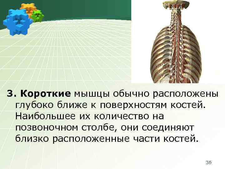 3. Короткие мышцы обычно расположены глубоко ближе к поверхностям костей. Наибольшее их количество на
